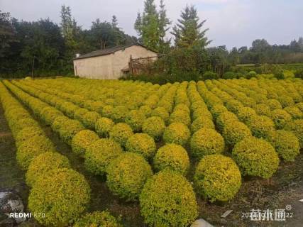 冠幅100厘米亮晶女贞球