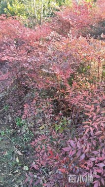 高度70厘米南天竹