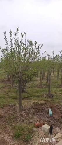 高度200厘米丁香