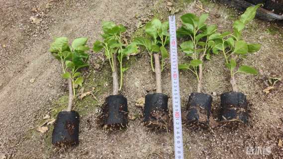 高度25厘米三角梅