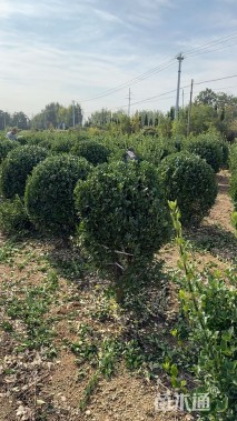 冠幅100厘米大叶黄杨球