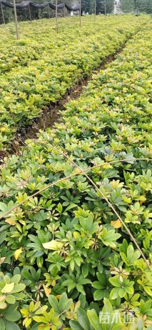 高度30厘米鸭脚木