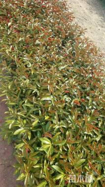 高度20厘米红背桂