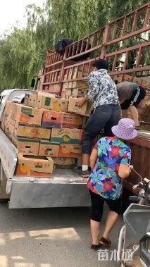 高度10厘米紫花玉簪