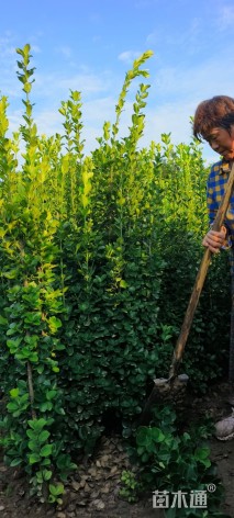 高度120厘米北海道黄杨