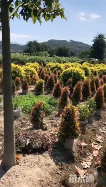 高度180厘米红车