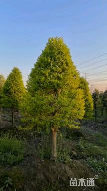 高度200厘米金冠女贞