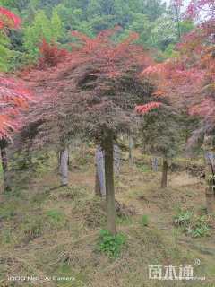 高度180厘米羽毛枫