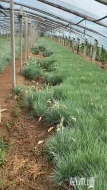 高度35厘米坡地毛冠草