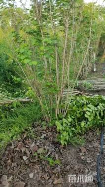 高度180厘米丛生紫荆