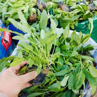 高度10厘米兰花鼠尾草