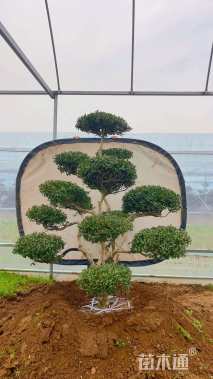 高度150厘米小叶黄杨