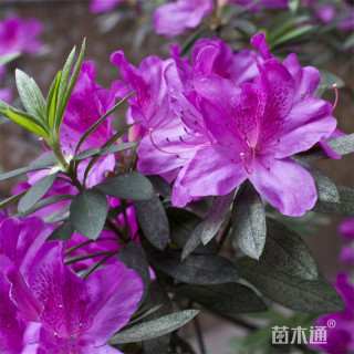 高度30厘米紫鹃