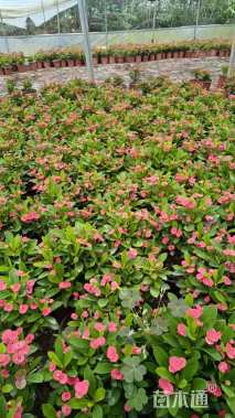 高度20厘米虎刺梅