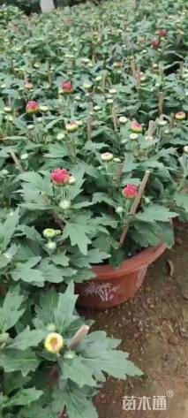 高度20厘米菊花