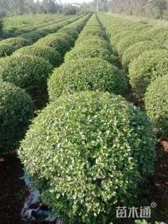 冠幅50厘米小叶女贞球