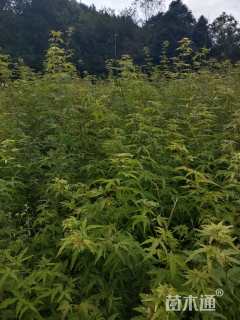 高度50厘米红枫小苗