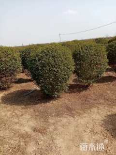 冠幅100厘米小叶女贞球