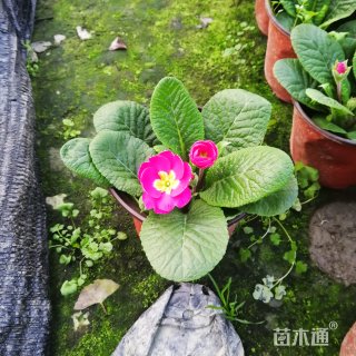报春花