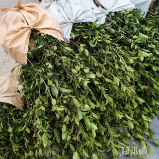 高度20厘米茶树