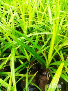 高度15厘米崂峪苔草