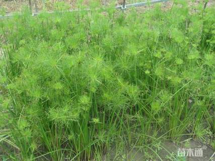 高度50厘米纸莎草