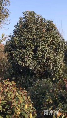 高度350厘米中华石楠