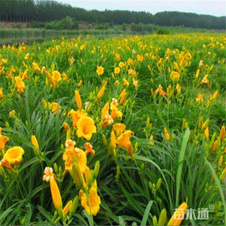 高度40厘米金娃娃萱草