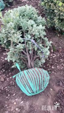 冠幅100厘米金边黄杨球