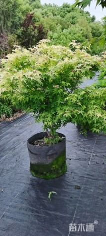 高度150厘米金陵黄枫