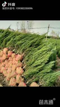 高度170厘米河南桧