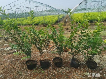 高度60厘米金叶女贞