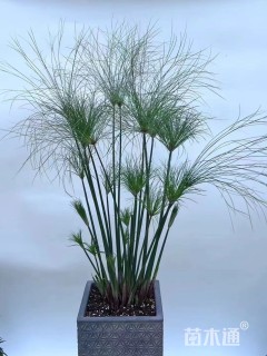高度50厘米纸莎草