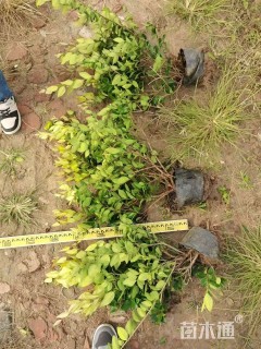 高度60厘米金森女贞小苗