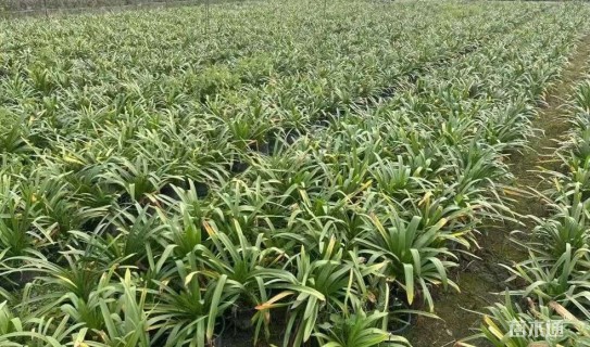 高度25厘米百子莲