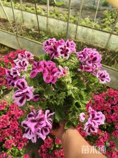 高度30厘米天使花