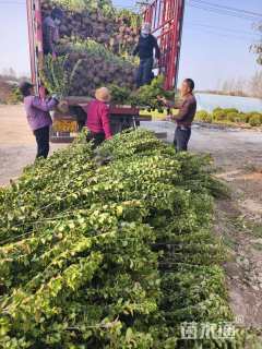 冠幅50厘米卫矛球