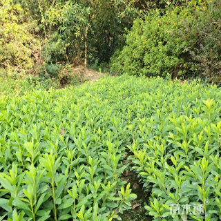 高度100厘米春娟小苗