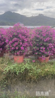 高度90厘米三角梅