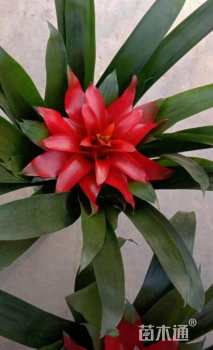 高度40厘米凤梨