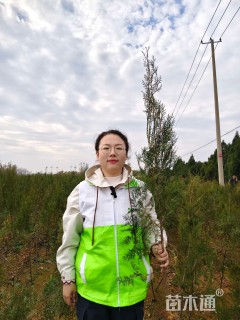 高度300厘米柏树