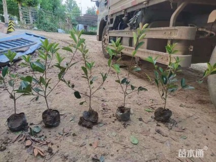 0.1公分红叶石楠