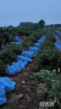 高度60厘米黄刺玫