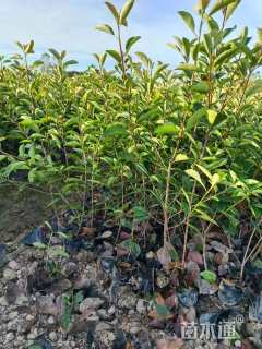 0.5公分红叶石楠