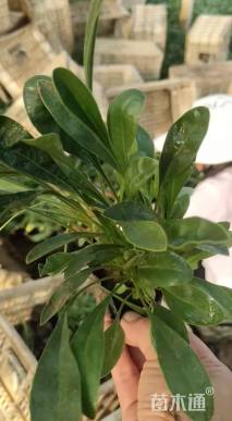 高度15厘米金鸡菊