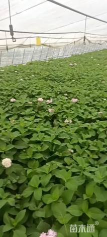 高度30厘米绣球