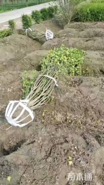 高度150厘米木槿