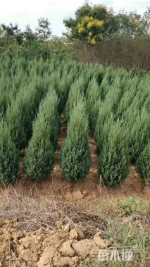 高度190厘米河南桧