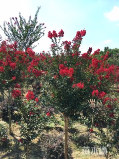 高度200厘米美国紫薇