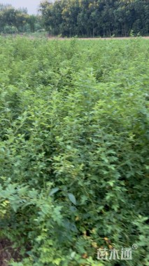 高度100厘米蔷薇